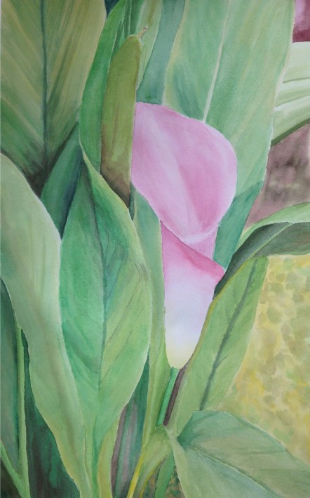 Calla Lily - Original watercolor painting by Isabelle Griesmyer