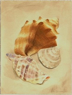 Shells - Original Watercolor painting by Isabelle Griesmyer