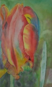 Tulip - Original watercolor painting by Isabelle Griesmyer